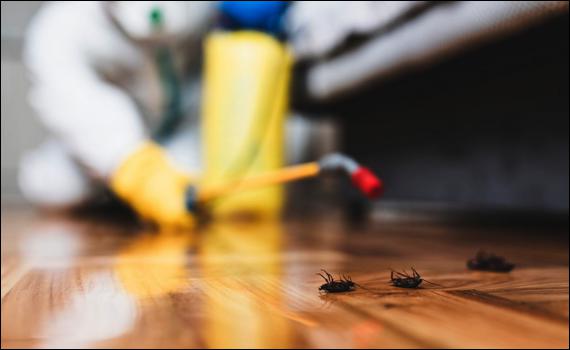 Control de Plagas y Fumigaciones en Pinto