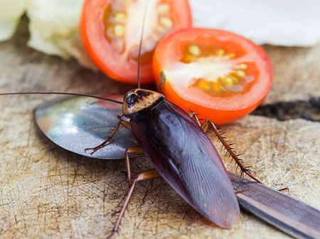 Plaga de Cucarachas